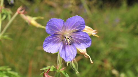 Farndon Willow Holt & Water Meadows | Nottinghamshire Wildlife Trust